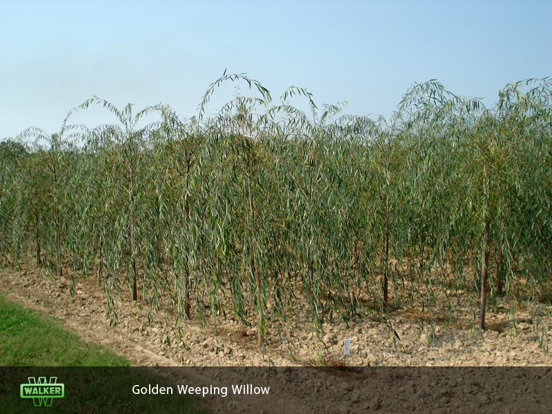 Walker Nursery Gallery