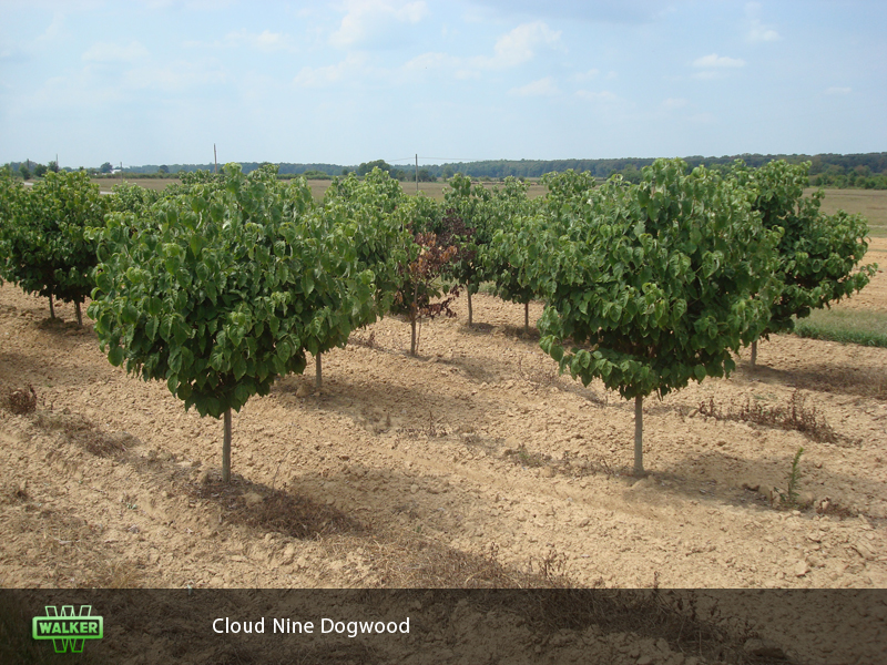 Walker Nursery Gallery