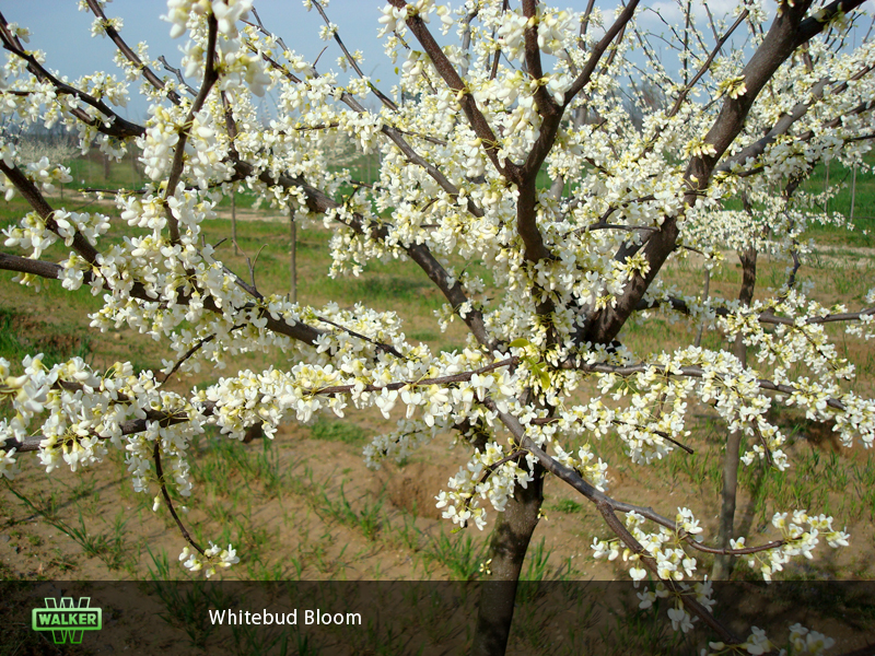 Walker Nursery Gallery