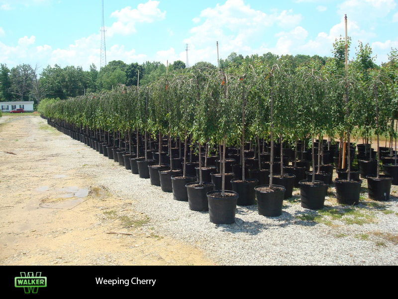 Walker Nursery Gallery
