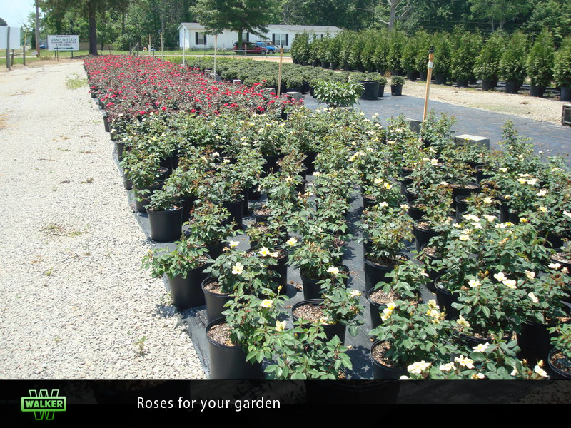 Walker Nursery Gallery